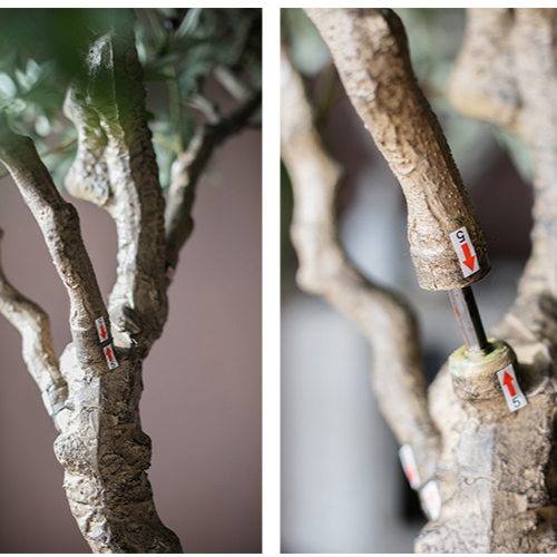 Extra Large Artificial Olive Tree 90" Tall - Lorena Segura Design Lorena Segura Design